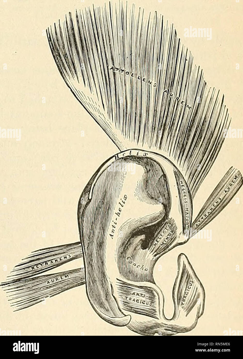 . Anatomy, descriptive and applied. Anatomy. THE EXTERNAL EAR 1121
