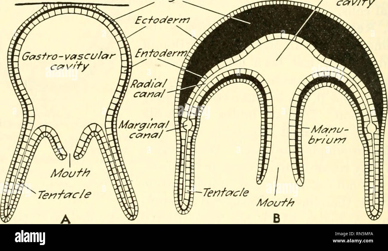Phylum coelenterata hires stock photography and images Alamy