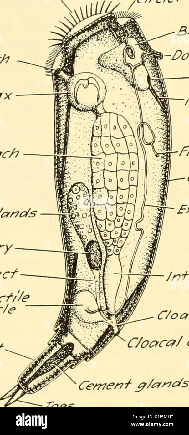 . Animal biology. Zoology; Biology. Mouth Uasfax Sfomach Yolk gr/ar!cf± Ovary Ov/c/ucf Contfacf/'/e ves/c/e Foot. -Dor^(^^ fee/er Eye spof Musc/es F/a/ve cell Cuf/cu/a Fxcrefory c?luct Jnfesf/yje C/oaca C/oaca/ openm^ •Toes Fig. 93. Fig. 94. Fig. 93.—Philodina roseola Ehrenberg. Not a typical rotifer, but one of the first types studied by microscopists; the ciliated disks on the head of the organism suggested the name rotifer. It both creeps and swims. A common American species. {From Jennings, in Ward and Whipple, &quot;Fresh-water Biology,'' after Weber, by courtesy of John Wiley &amp; Sons, Stock Photo