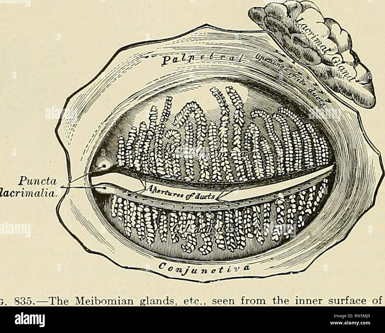 Lacrimal Gland High Resolution Stock Photography and Images - Alamy