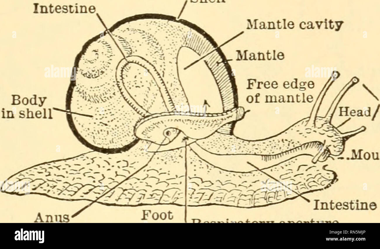 Animal Biology Biology Zoology Physiology Intestine Shell Mantle Cavity Mantle Body In Shell Tentacles T Mouth Intestine Respiratory Aperture B Fig 48 A Anus A Chiton Ventral View B Snail Diagrammatic