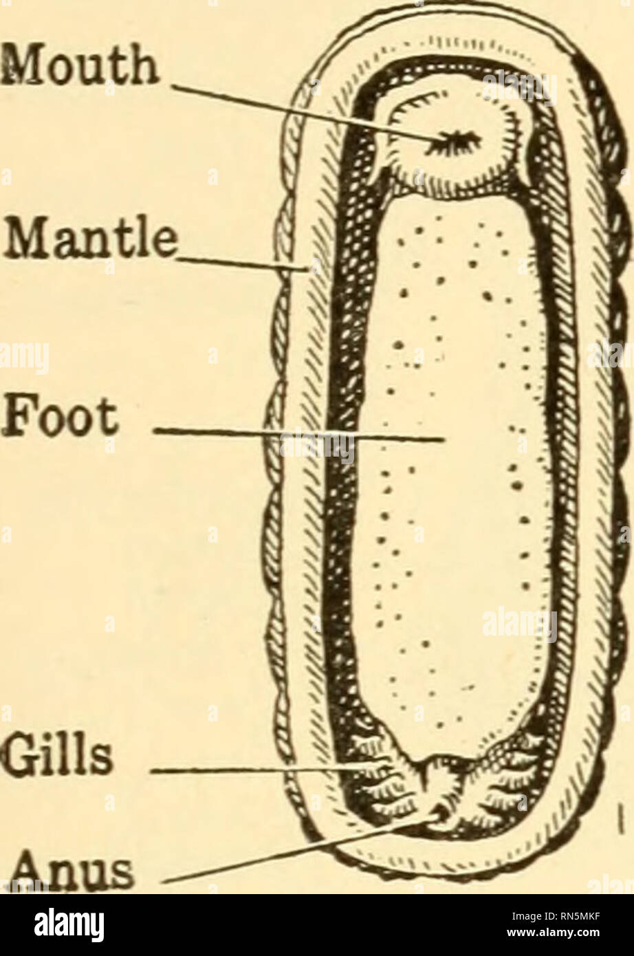 . Animal biology. Biology; Zoology; Physiology. SURVEY OF INVERTEBRATES