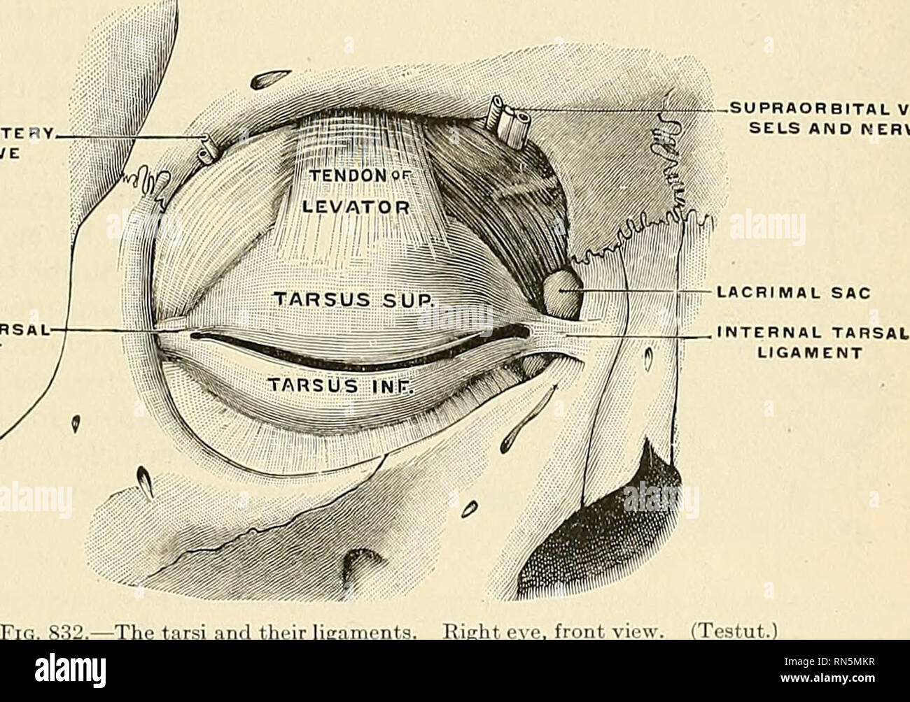 . Anatomy, descriptive and applied. Anatomy. THE APPENDAGES OF THE EYE 1113 margins, the angles of which eorrespond to tlie junction of the upper and lower lids, and are called canthi. The outer canthus (commissura palpebrarum laterallii) is more acute than the inner, and the lids here lie in close contact with the globe; but the inner canthus (commissura palpebrarum medialis) is prolonged for a short distance inward toward the nose, and the two lids are separated at the inner canthus by a triangular space, the lacus lacrimalis. At the commencement of the lacus lacrimalis, on the margin of eac Stock Photo