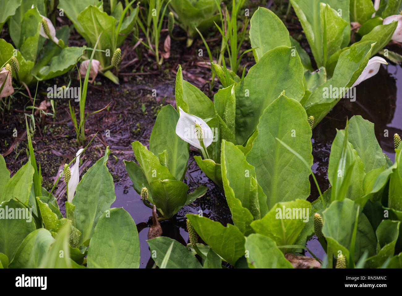 Asian skunk-cabbage (Lysichiton camtschatcensis) flowering in swamps