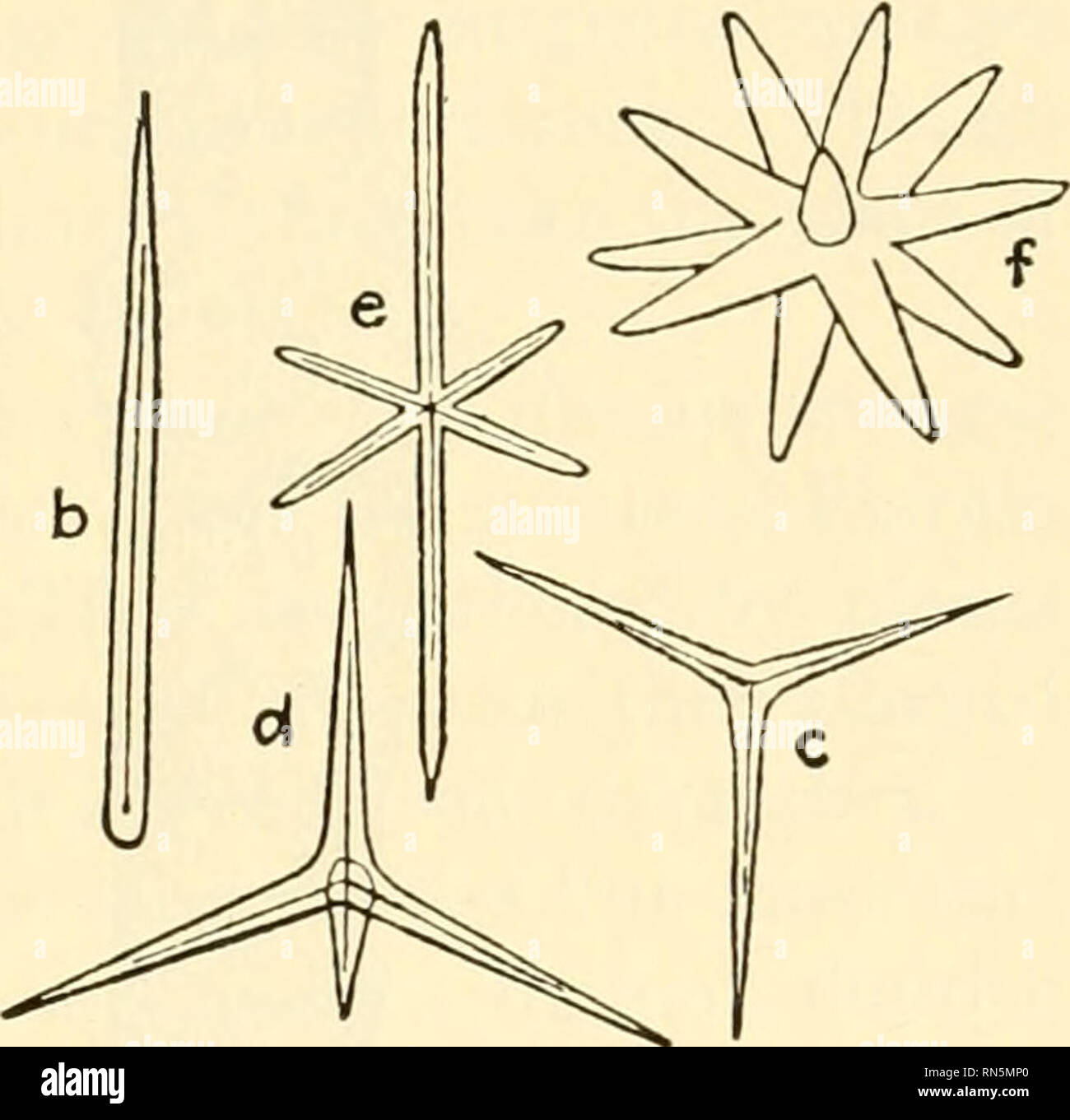 Animal Biology Zoology Biology Sponges 133 And Each Group Will Grow Into A Sponge This Illustrates The Semi Independent Character Of The Cells 156 Metabolism Metabolism Is Carried On Practically In The