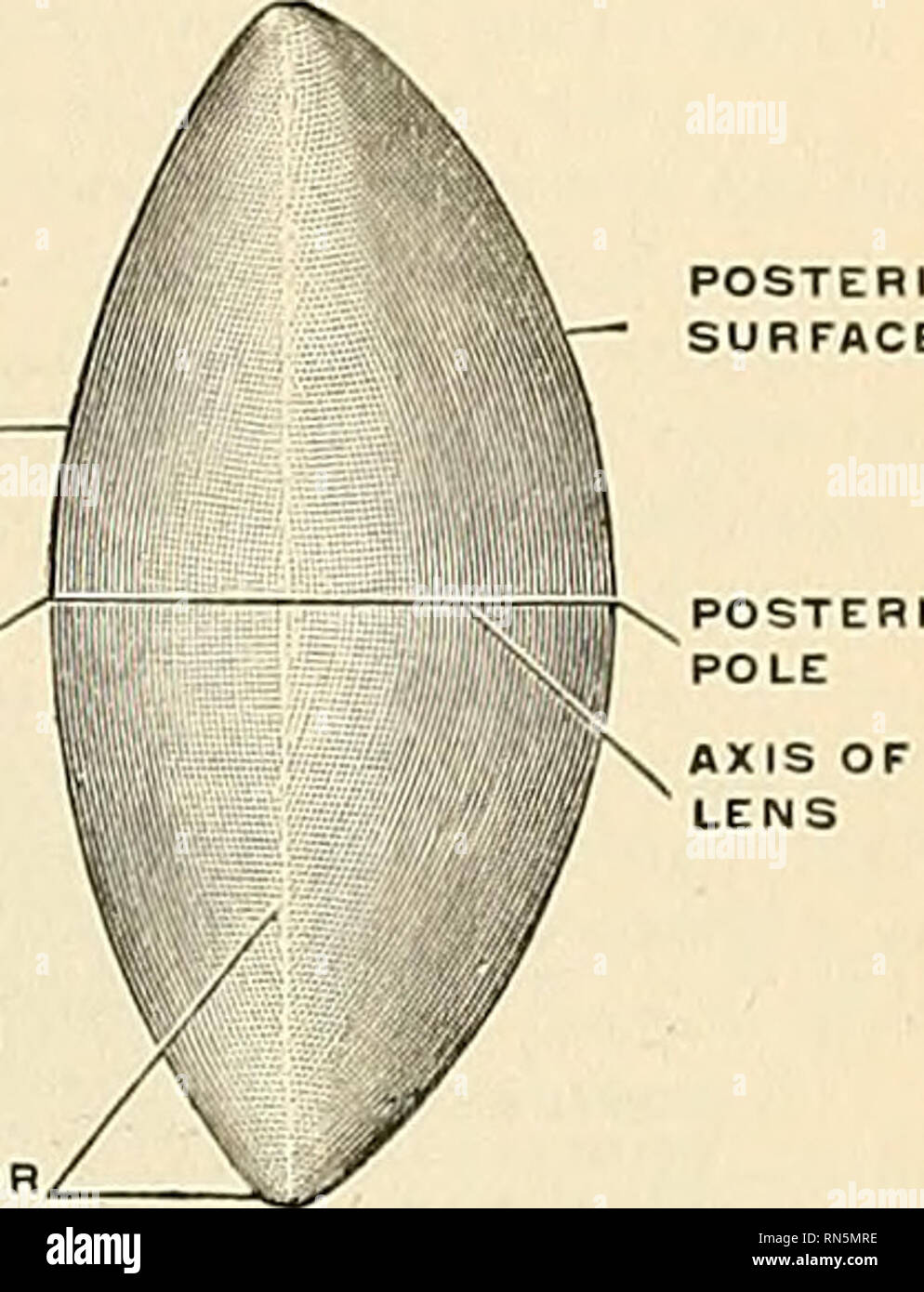 . Anatomy, descriptive and applied. Anatomy. Fig. 825.—The crystalline