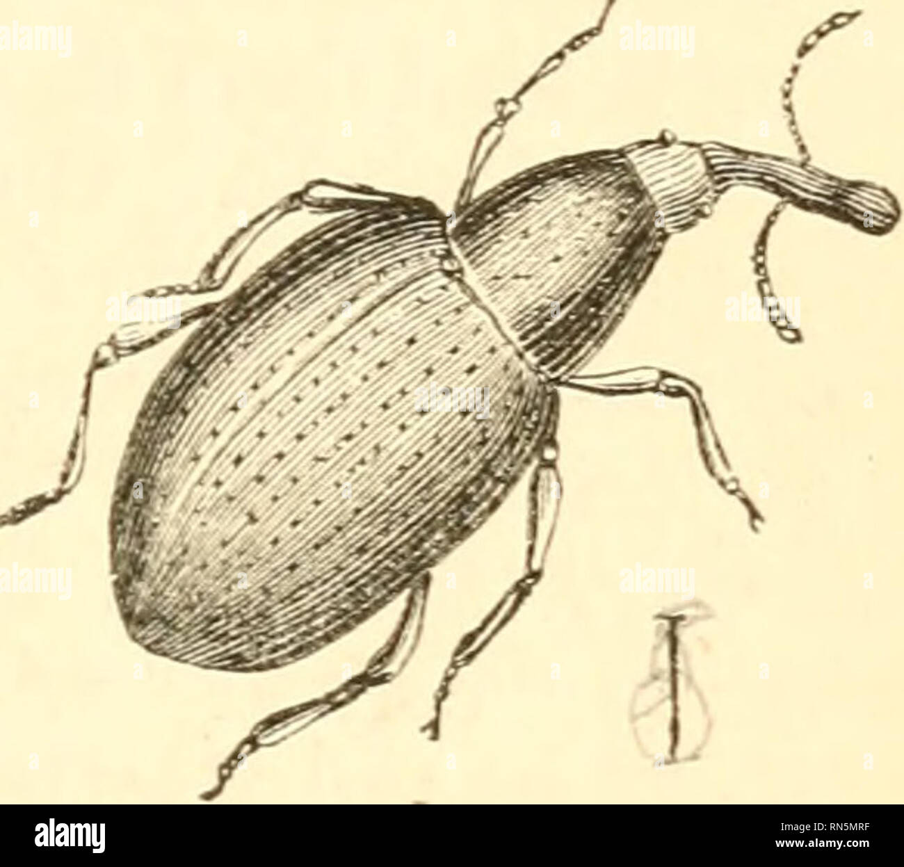 Proboscis worms hires stock photography and images Alamy