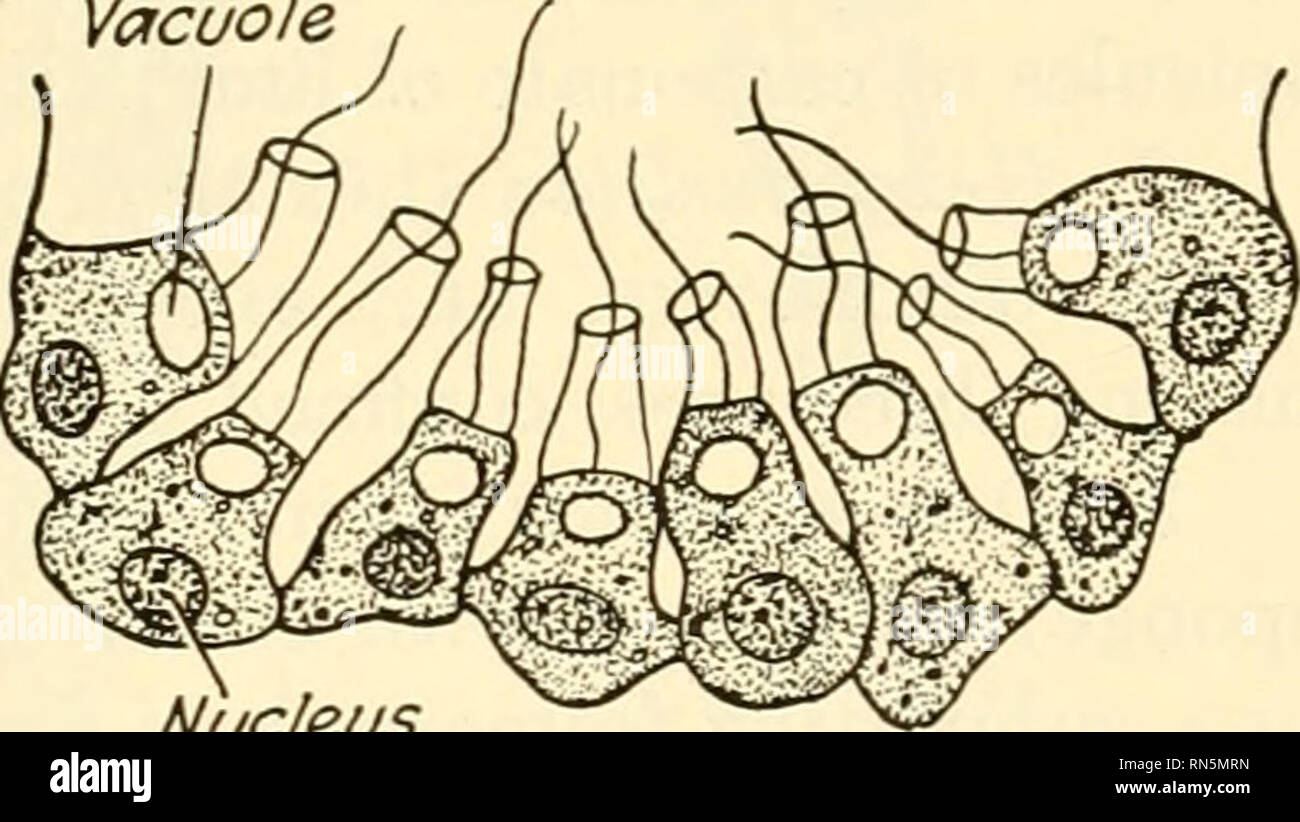 Phylum porifera hires stock photography and images Alamy