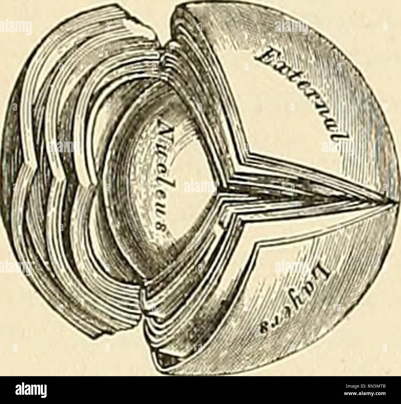 Elastic lamella hires stock photography and images Alamy