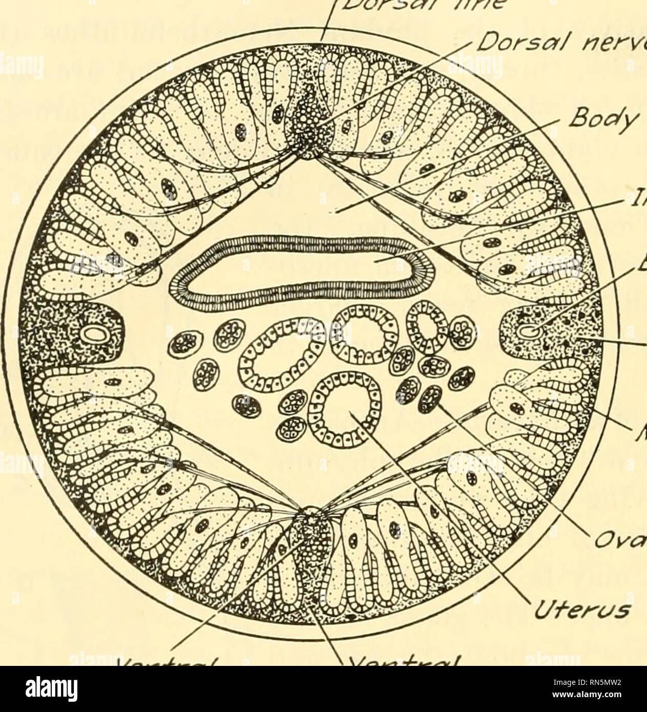 . Animal biology. Zoology; Biology. 176 METAZOAN PHYLA larger nerve