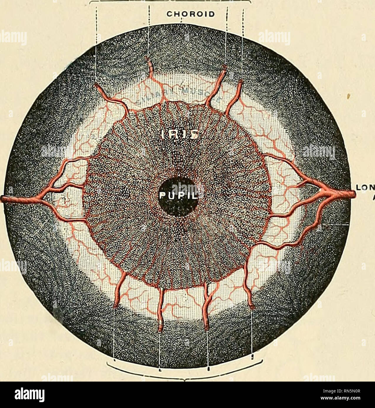 Anatomy, descriptive and applied. Anatomy. THE CHOROID, CILIARY BODY, AND  IRIS 1099 Many of them in dark eyes contain pipjmcnt njranules, but in blue  eyes and the pink eyes of albinos