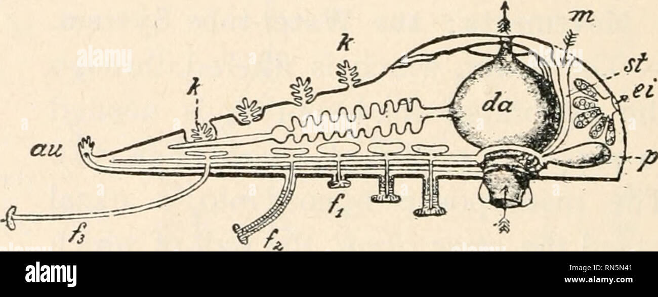 . Animal biology; Human biology. Parts II &amp; III of First course in biology. Biology. FlG. 57. — Starfish, from below; tube feet extended.. /? FIG. 58. The grooves and the plates on each side of them occupy the ambulacral areas. The rows of spines on each side of the grooves are freely movable. (What advantage?) The spines on the aboral surface are not freely movable. SECtlON OF ONE RAY arfd central portion of starfish. fi fit fz&gt; tube feet more or less extended; an, eye spot; k, gills; da, stomach; in, madreporite; st, stone canal; p, ampulla; ei, ovary.. Please note that these images  Stock Photo