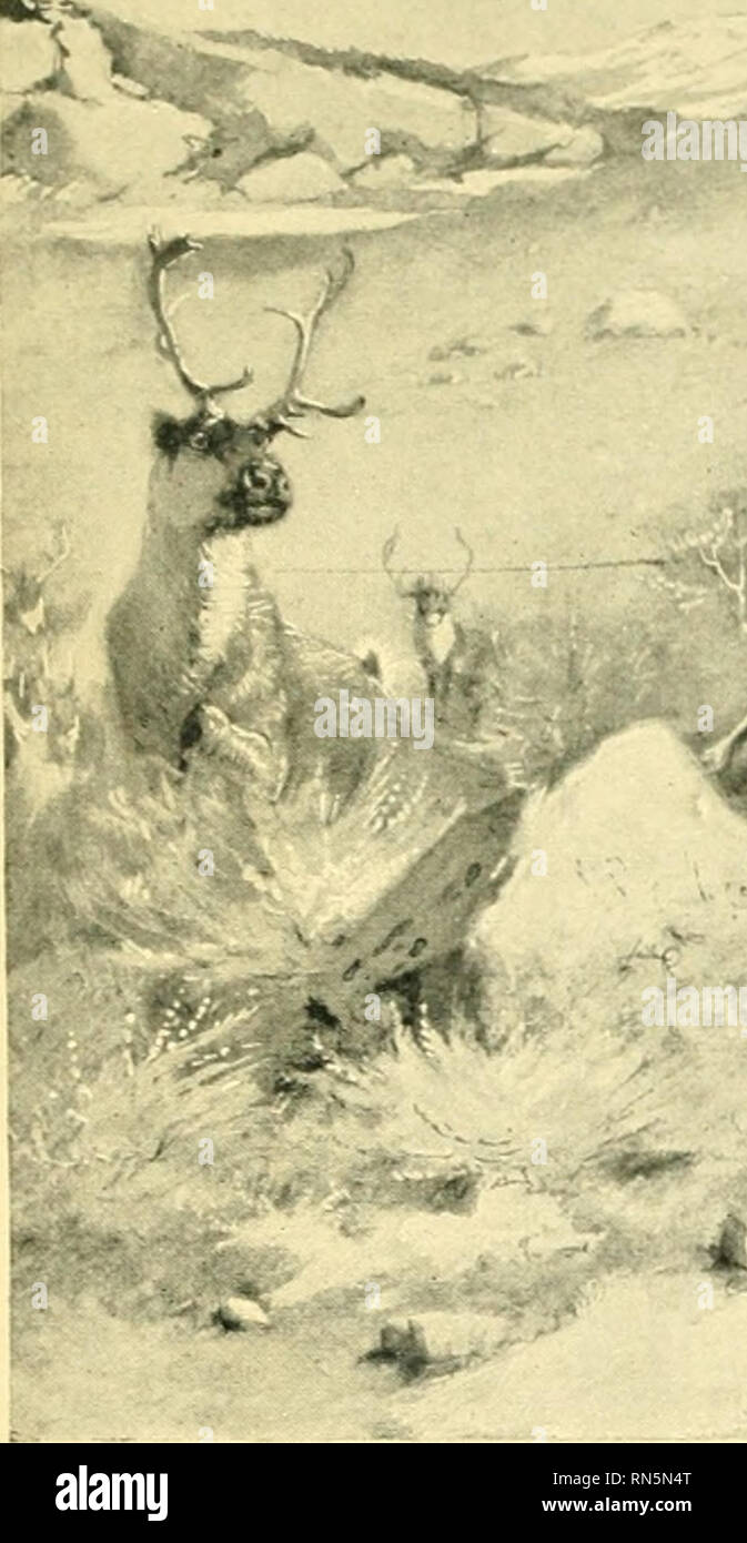 . Animal heroes; being the histories of a cat, a dog, a pigeon, a lynx, two wolves & a reindeer and in elucidation of the same over 200 drawings. Animals, Legends and stories of. .^-'^^. Please note that these images are extracted from scanned page images that may have been digitally enhanced for readability - coloration and appearance of these illustrations may not perfectly resemble the original work.. Seton, Ernest Thompson, 1860-1946. New York Scribner Stock Photo