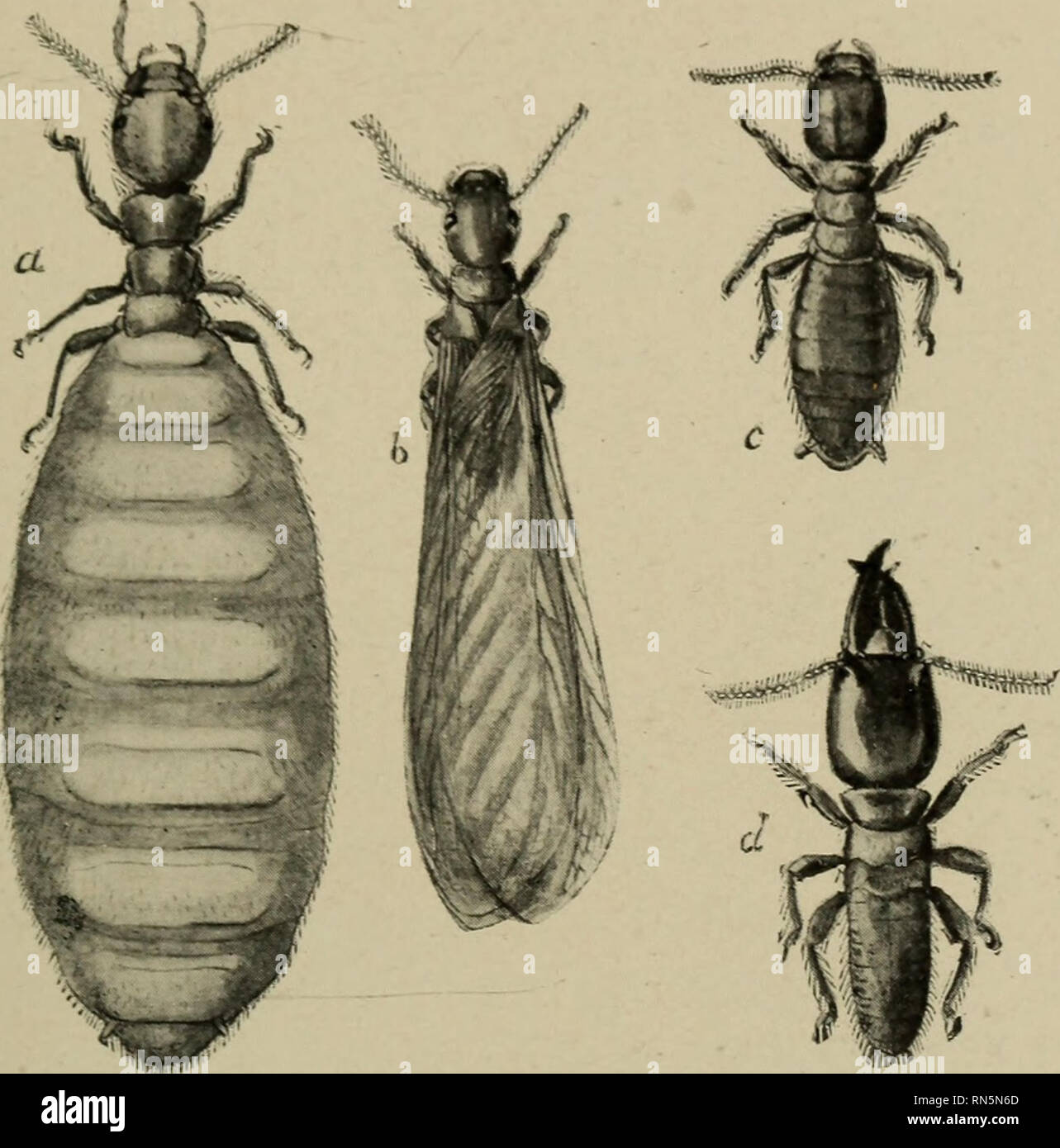 Animal forms; a second book of zoology. Zoology. ARTHROPODS. CLASS INSECTS 121 species her body becomes so enormously distended with these that she loses the power of locomotion and requires to Animal forms; a second book of zoology. Zoology. ARTHROPODS. CLASS INSECTS 121 species her body becomes so enormously distended with these that she loses the power of locomotion and requires to