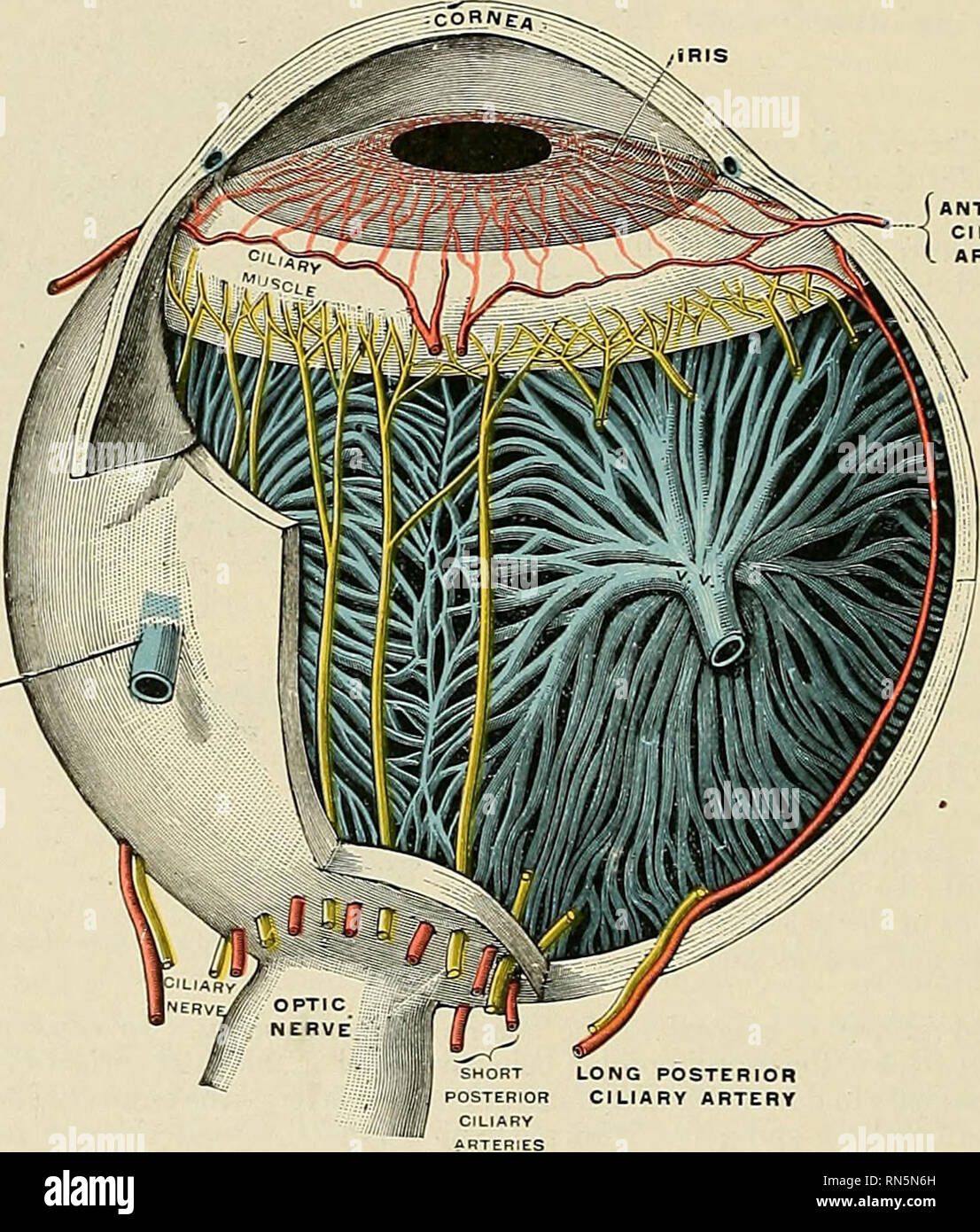 . Anatomy, descriptive and applied. Anatomy. 1094 THE ORGANS OF SPECIAL SENSE The Ciliary Body (corpus ciliare) (Fig. 813) joins the choroid to the margin of the iris. It is in reality a process of the choroid and comprises the orbicularis ciliaris, the ciliary processes, and the Ciliary muscle. The orbiculus ciliaris (Figs. 811 and 812) is a zone of about 4 mm. (| inch) in width, directly continuous -Rath the anterior part of the choroid; it presents numerous ridges arranged in a radial manner. The depressions between the ridges are filled with retinal pigment epithelium (Szymonowicz). The or Stock Photo