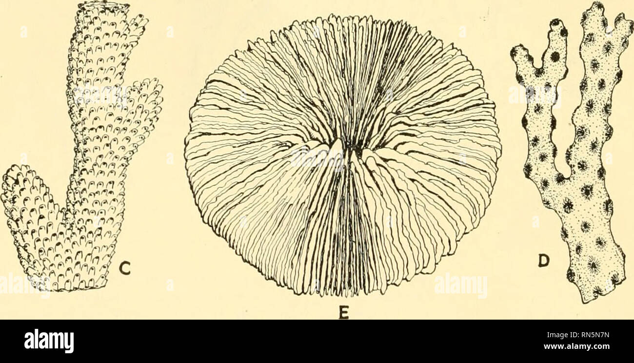 Animal Biology Zoology Biology Fig 68 Several Types Of Anthozoan Corals A Brain Coral Mcandrina Sinuosa Lesueur X B Rose Coral Meandrina Meandrites Linnaeus X 3 C Portion Of An Elk Horn