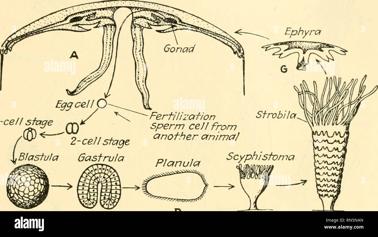 . Animal biology. Zoology; Biology. COELENTERATES IN GENERAL 149 177