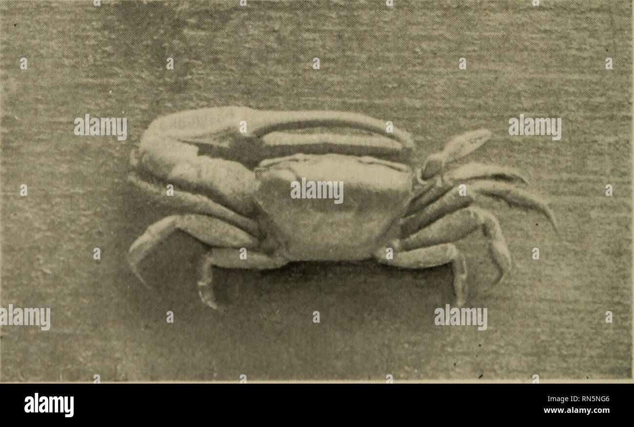 . Animal forms; a second book of zoology. Zoology. Fig. 01.—Kelp-crab {Epialtus productus) in upper part of figure; to the right the edible crab (Cancer productus), and the shore-crab {Pugettia richii). connection it is interesting to note that the giant crab of Japan, the largest crustacean, being upward of twenty feet from tip to tip of the legs, is a spider-crab, constructed on. Fig, 62.—The fiddler-crab I Oelasimw). Photograph by &gt;lis&gt; Mahv Rathbun. the saiiH1 general pattern as our common coast forms. Between these two extremes numberless variations exist,. Please note that these im Stock Photo