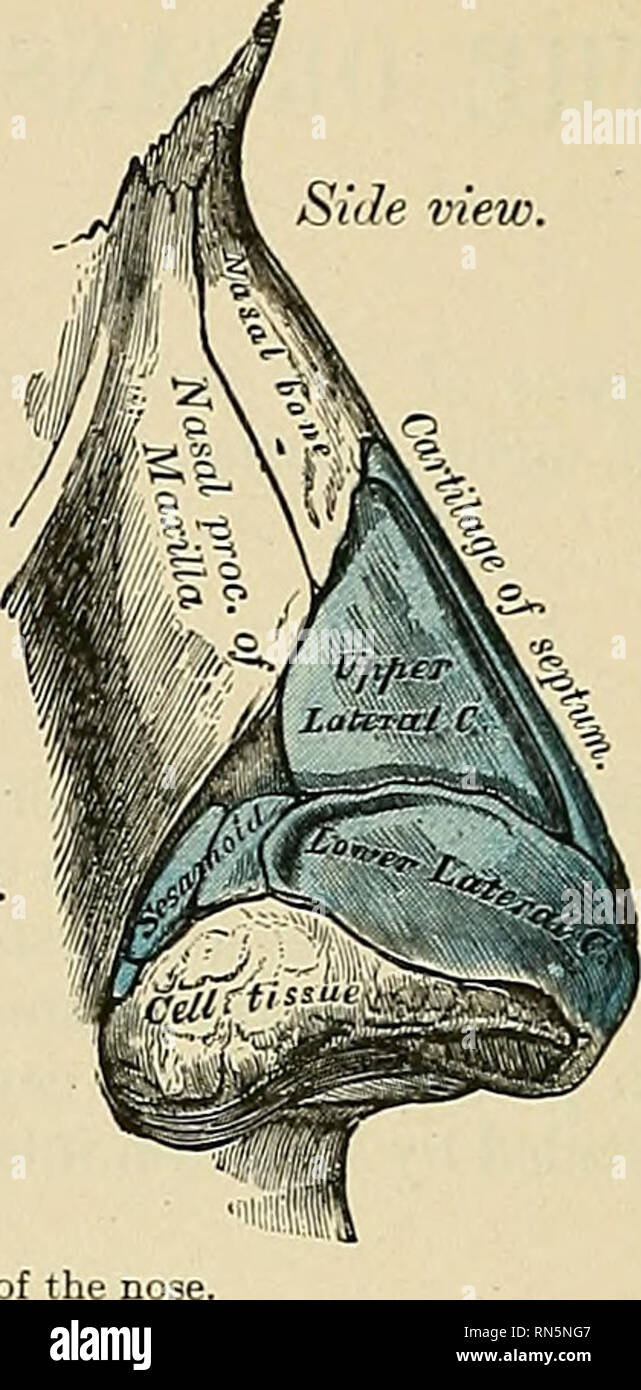 Anatomy, descriptive and applied. Anatomy. ?cer lateral cart Sesamoid  cartilages. Figs. 794 and 795.—Cartilages of the curved to correspond with  the ala of the nose; it is oval and flattened, narrow, image size:641x1390