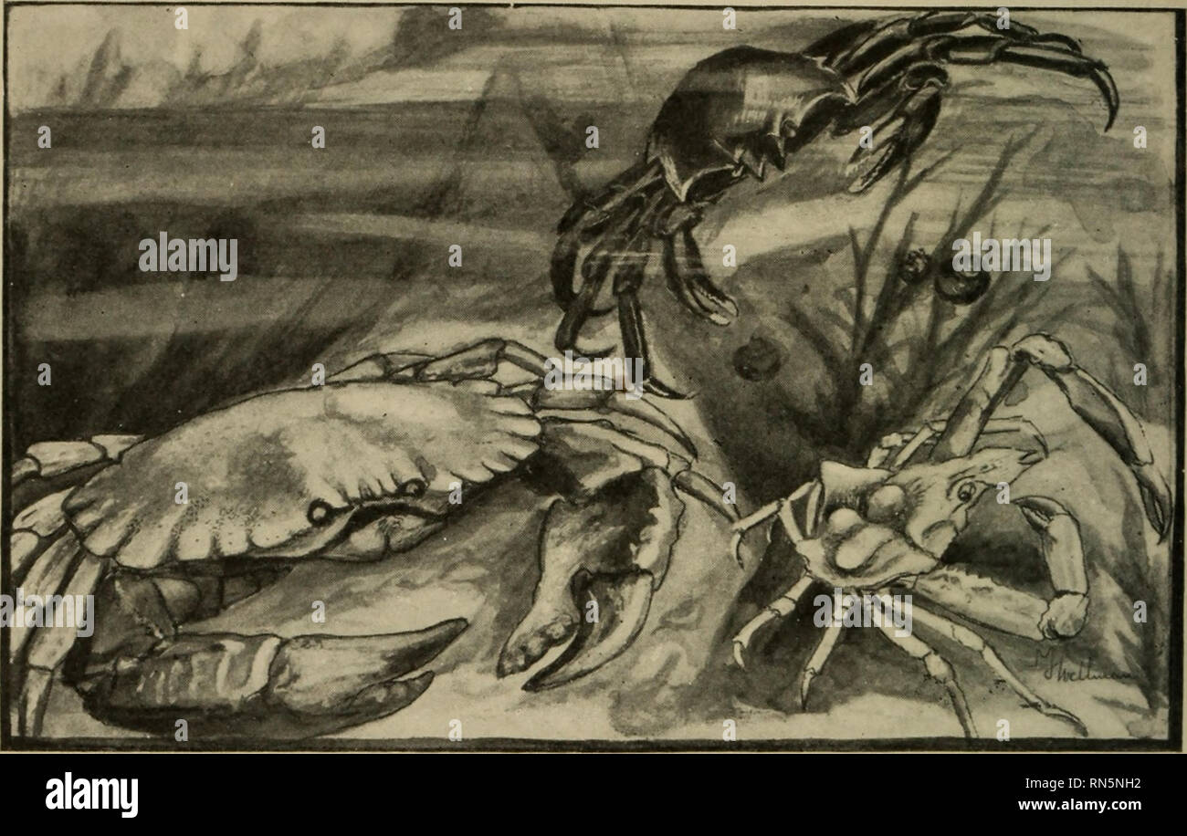 . Animal forms; a second book of zoology. Zoology. 104 ANIMAL FORMS yet so harmonizing with their surroundings that they are as likely to survive as their stronger relatives. In this. Fig. 01.—Kelp-crab {Epialtus productus) in upper part of figure; to the right the edible crab (Cancer productus), and the shore-crab {Pugettia richii). connection it is interesting to note that the giant crab of Japan, the largest crustacean, being upward of twenty feet from tip to tip of the legs, is a spider-crab, constructed on. Please note that these images are extracted from scanned page images that may have Stock Photo