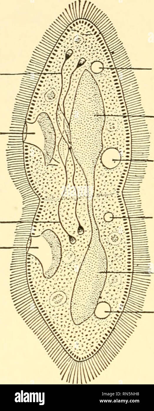 . Animal biology. Biology; Zoology; Physiology. 5&lt;5 ANIMAL BIOLOGY In this necessarily cursory survey of the Protozoa, at least one major point must be forced upon our attention — the versatility of form and function exhibited by these unicellular animals — their adaptation to many and varied modes of life in the most diverse environmental conditions. But their unicellular plan of structure, permitting only cytological differentiation, has obvious Micronucleus Gullet Micronucleus Gullet. Contractile vacuole -' -li=£ Macronucleus s^- Contractile vacuole (?O^S&amp;Sk Contractile vacuole fgs- Stock Photo