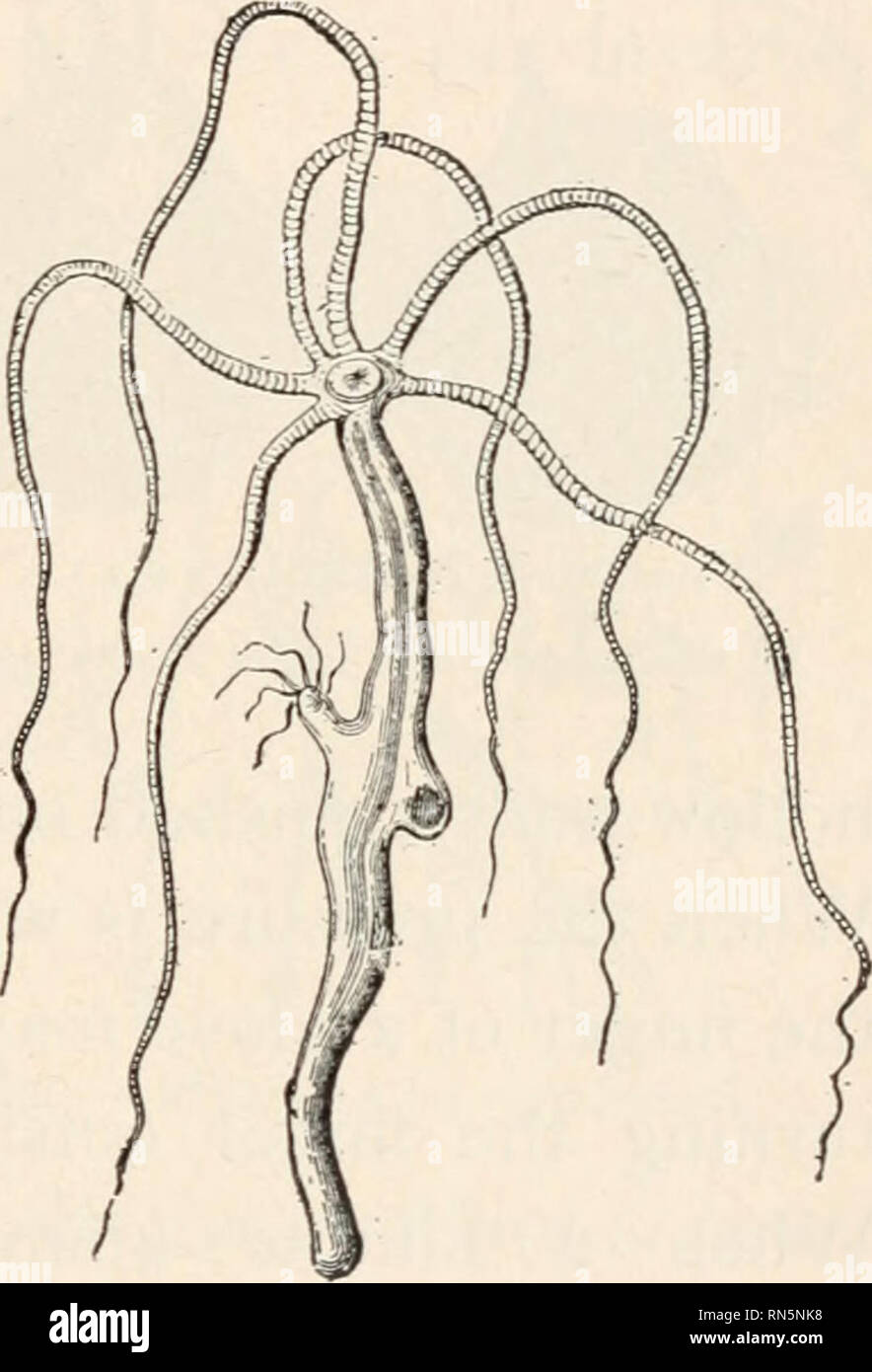 Hydra (genus) - Wikipedia