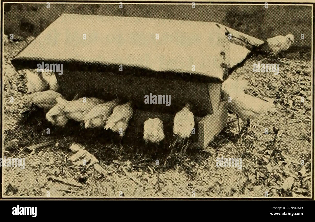 Animal Husbandry Livestock 288 Incubation And Brooding Fig 103