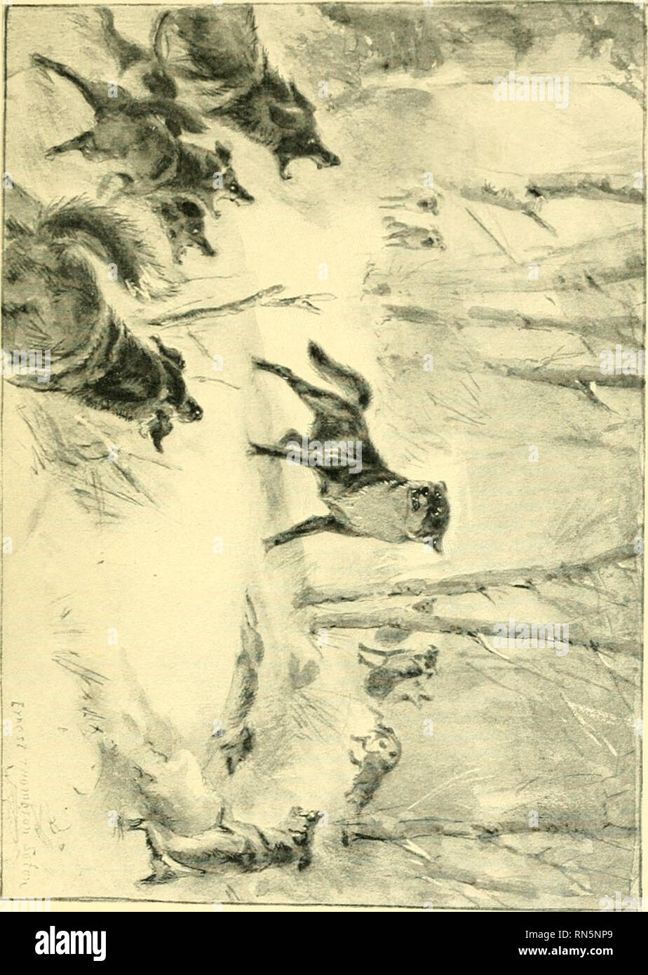 . Animal heroes; being the histories of a cat, a dog, a pigeon, a lynx, two wolves & a reindeer and in elucidation of the same over 200 drawings. Animals, Legends and stories of. . Please note that these images are extracted from scanned page images that may have been digitally enhanced for readability - coloration and appearance of these illustrations may not perfectly resemble the original work.. Seton, Ernest Thompson, 1860-1946. New York Scribner Stock Photo