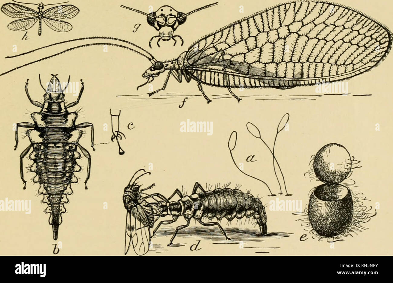 . Animal communities in temperate America, as illustrated in the Chicago region ; a study in animal ecology. Animal ecology; Zoology. 300 Fig. 299.—A parasitic wasp depositing eggs in the body of a grain louse (after Washburn, Bull. 108, Fig. 16, p. 274). Fig. 300.—A louse killed by a parasite (after Washburn, loc. cit., Fig. 12, p. 276).. Fig. 301.—The life history of the golden-eyed lacevving {Clirysopa oculata)'. a, eggs; h, the larva—&quot;aphis-lion&quot;; c, foot of the larva; d, the larva seizing an aphid; e, the pupal cocoon; /, g, h, the adult; h, natural size (after Chittenden, Div.  Stock Photo