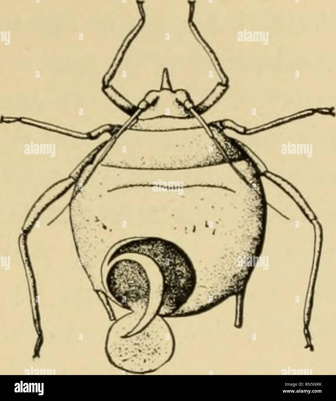 . Animal communities in temperate America, as illustrated in the Chicago region ; a study in animal ecology. Animal ecology; Zoology. 300 Fig. 299.—A parasitic wasp depositing eggs in the body of a grain louse (after Washburn, Bull. 108, Fig. 16, p. 274). Fig. 300.—A louse killed by a parasite (after Washburn, loc. cit., Fig. 12, p. 276).. Please note that these images are extracted from scanned page images that may have been digitally enhanced for readability - coloration and appearance of these illustrations may not perfectly resemble the original work.. Shelford, Victor E. (Victor Ernest),  Stock Photo