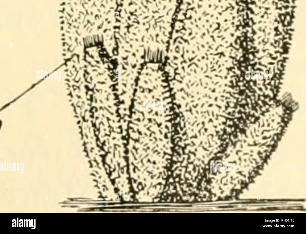 Sponge like structure hires stock photography and images Alamy