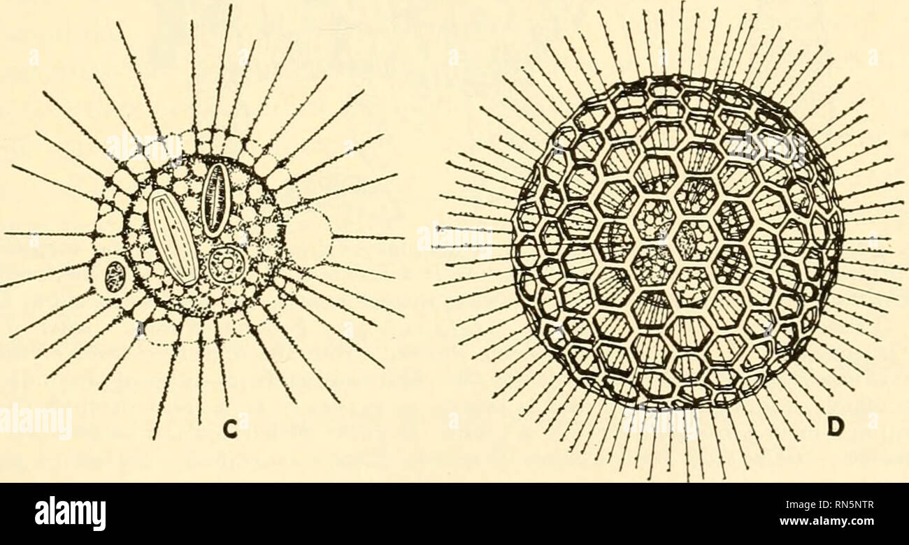 . Animal biology. Zoology; Biology. B. Fig. 31.—Different types of Sarcodina. A, Rotalia freyeri. {From Doflein, &quot;Lehrbuch der Protozoenkunde,&quot; after Max Schultze, by the courtesy of Gustav Fischer.) An example of the Foraminifera. B, Difflugia urceolata Carter. {From Leidy, &quot;Fresh-water Rhizopods of North America.&quot;) X 167. The shell is composed of sand grains. C, Actinosphaerium eichhorni Ehrenberg. {From Kudo, &quot;Handbook of Protozoology,&quot; by permission of the publisher, Charles C. Thomas.) X 40. One of the Heliozoa. D, Heliosphaera inermis Haeckel. {From Bronn, & Stock Photo