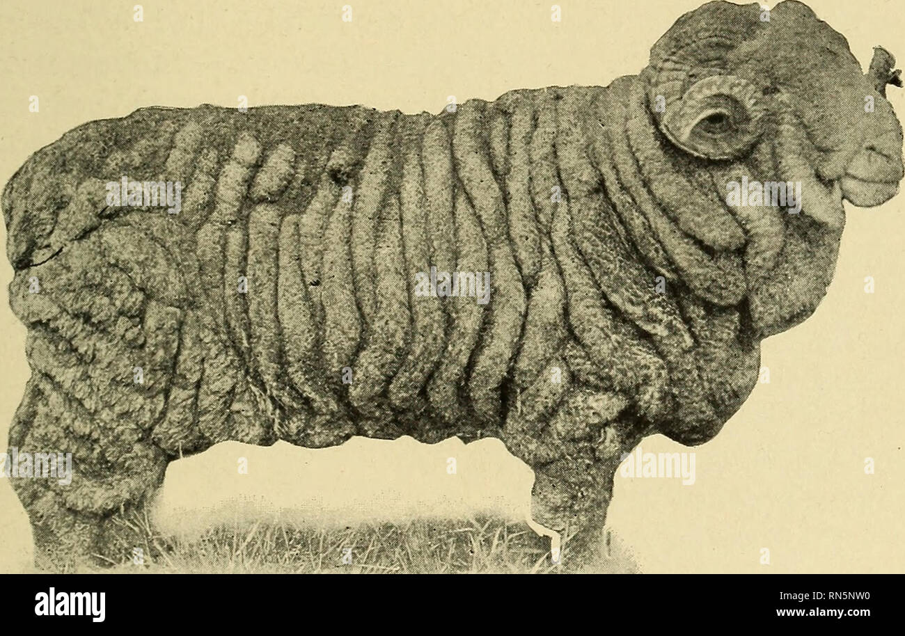 Animal husbandry for schools. Livestock. CHAPTER XII BREEDS OF SHEEP There  are two distinct types of sheep: the wool type, adapted for the production  of wool, and the mutton type, adapted