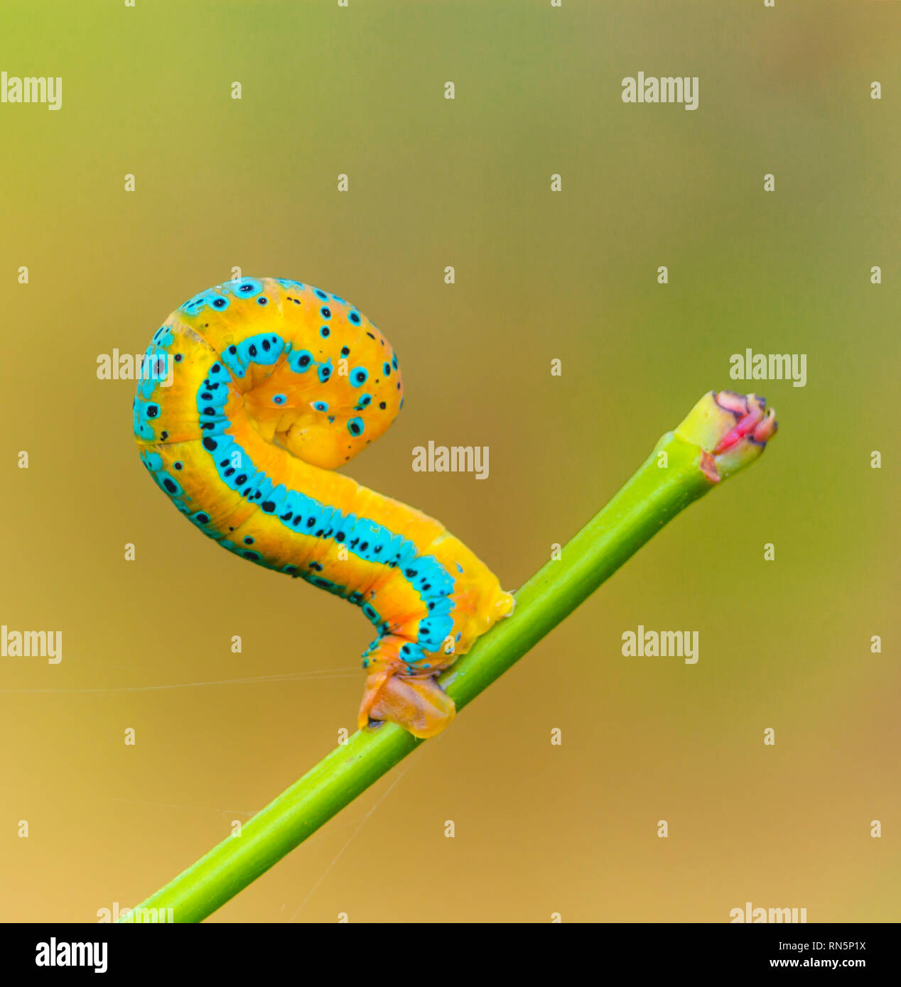 Cat R Piller Caterpiller hi-res stock photography and images - Alamy