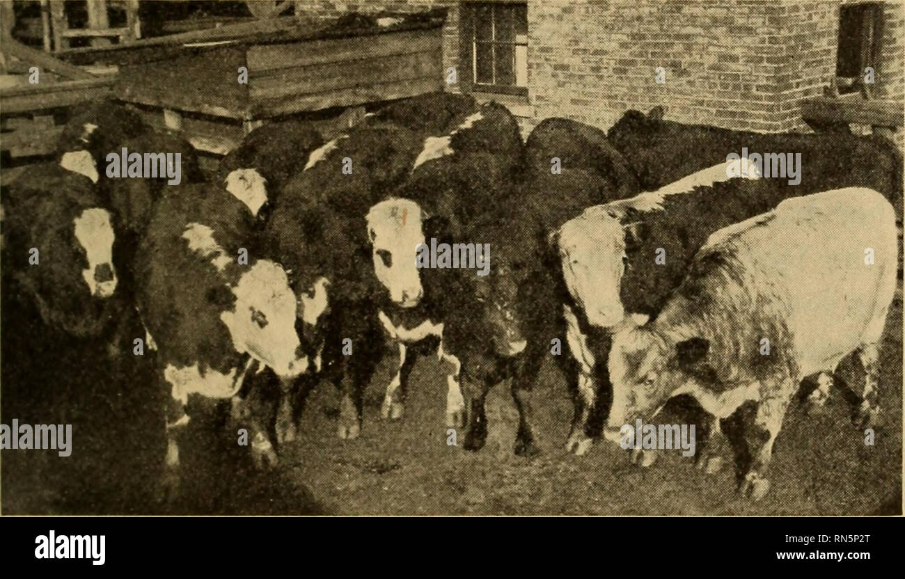 . Animal husbandry. Livestock. EQUIPMENT FOR FEEDING 241 the cattle and