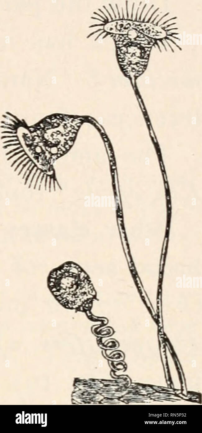 Animal Biology Human Biology Parts Ii Iii Of First