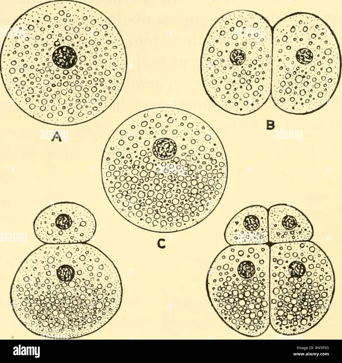 Animal biology. Zoology; Biology. CHAPTER XXV EMBRYOGENY The word embryogeny may be defined as the development of an animal from the time when the fertilized egg cell begins to divide until Animal biology. Zoology; Biology. CHAPTER XXV EMBRYOGENY The word embryogeny may be defined as the development of an animal from the time when the fertilized egg cell begins to divide until