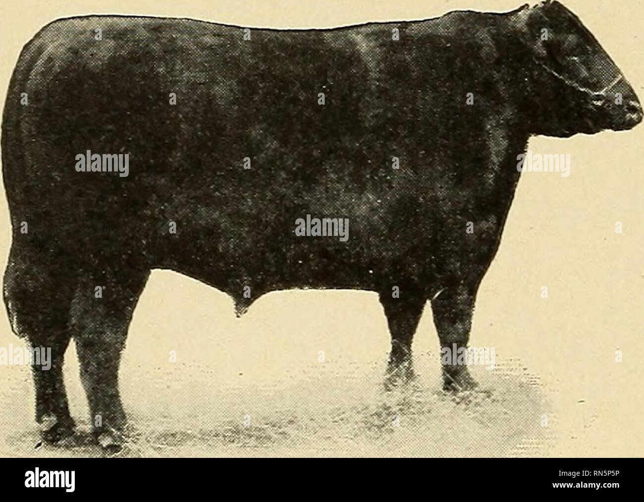Animal Husbandry For Schools Livestock 140 Animal Husbandry 229
