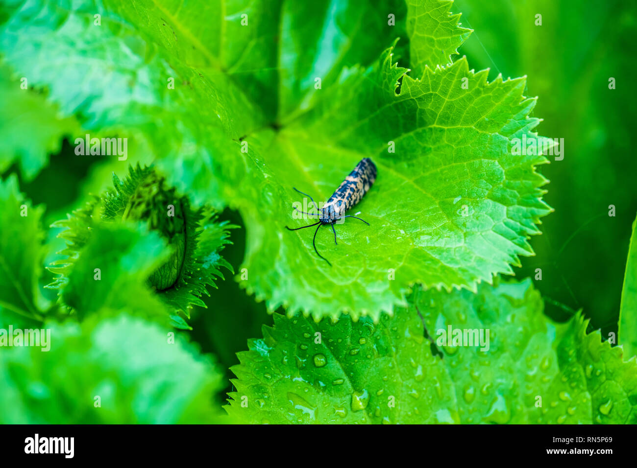 Small beetle on a green alpine plant. Tsugaike, Hakuba, Nagano, Japan Stock Photo