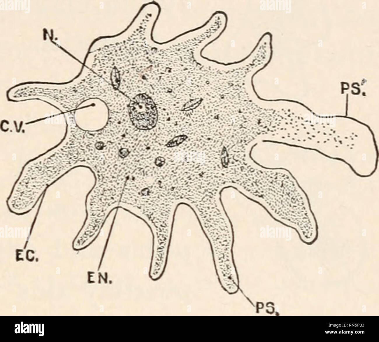 Amoeba Cell Parts - Aflam-Neeeak