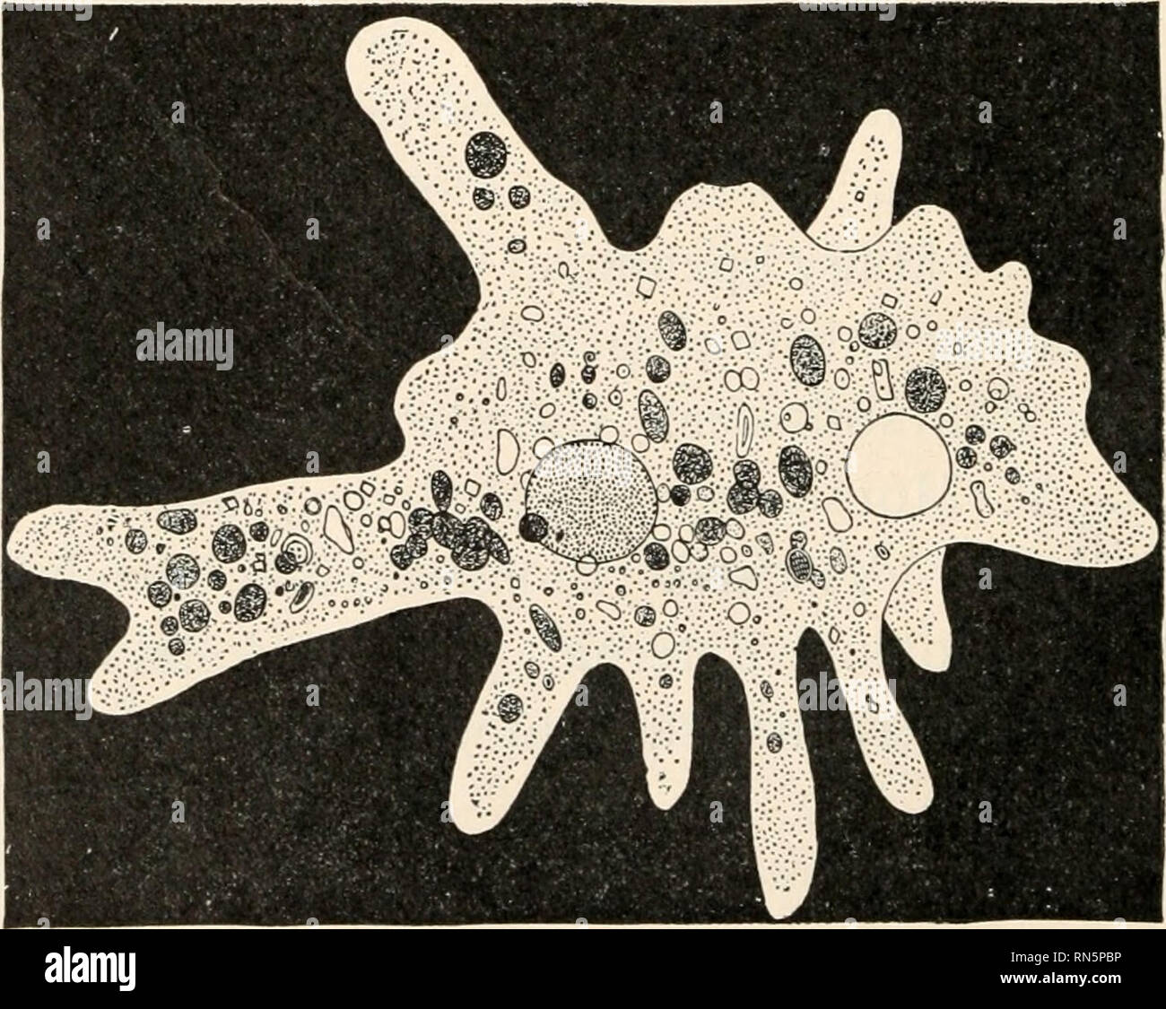 Amebas hi-res stock photography and images - Alamy