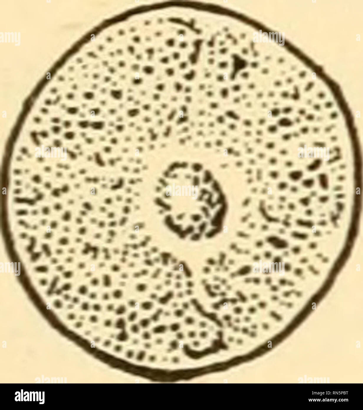 Protococcusa Under Microscope Protococcus hi-res stock photography and images - Alamy