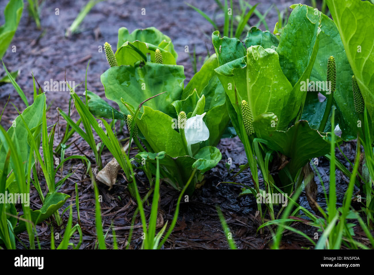 Asian skunk-cabbage (Lysichiton camtschatcensis) flowering in swamps