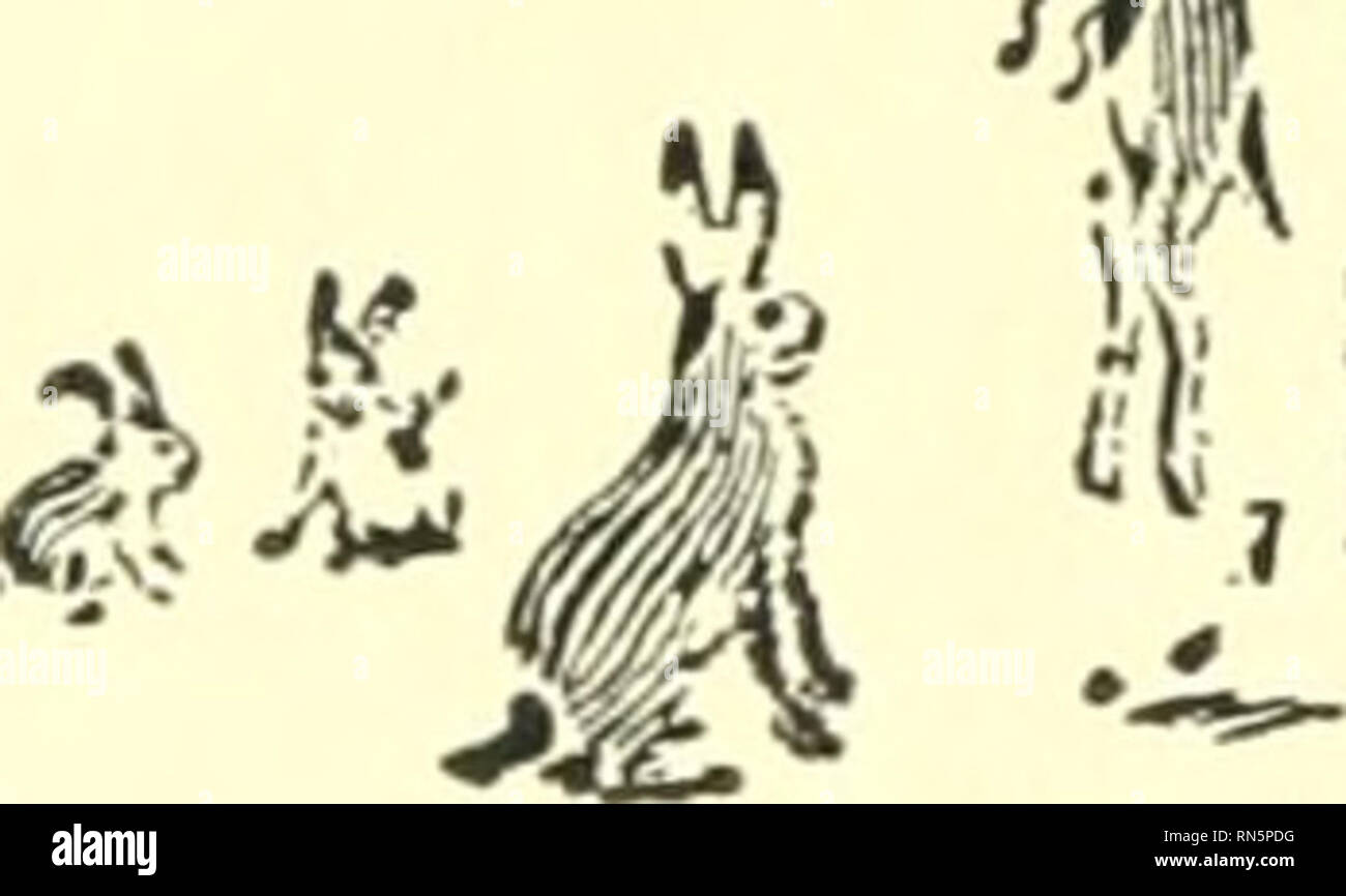 . Animal heroes; being the histories of a cat, a dog, a pigeon, a lynx, two wolves & a reindeer and in elucidation of the same over 200 drawings. Animals, Legends and stories of. Little Warhorse five hundred of the swiftest and wisest had been selected, in, not by any means an infalH- ble way, but the simplest and readiest. These five hundred were destined to be coursed by Greyhounds. The surging mass of over four thousand were ruthlessly given to slaughter. Five hundred little boxes with five hundred bright-eyed Jack-rabbits were put on the train that day, and among them was Little Jack W Stock Photo