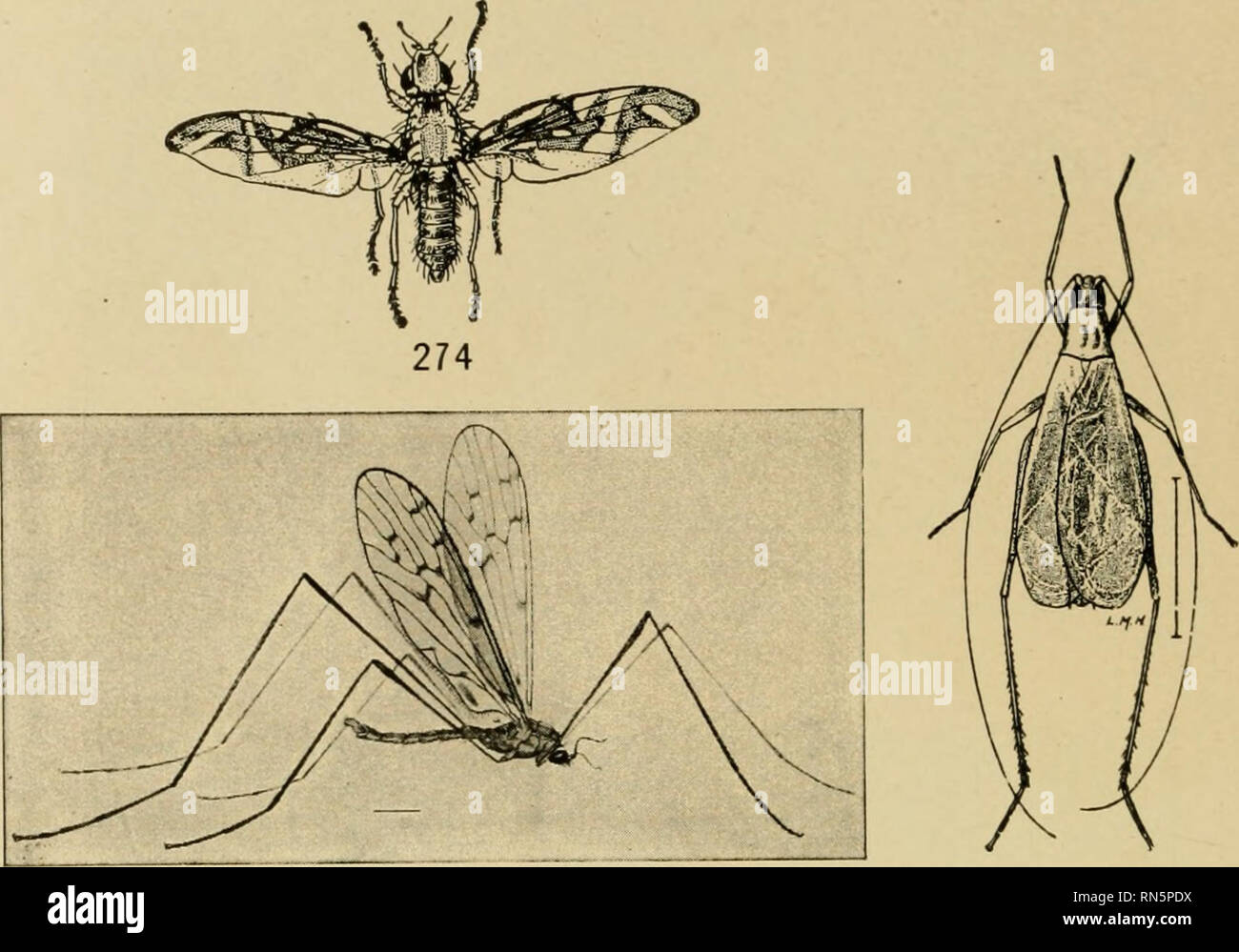 . Animal communities in temperate America, as illustrated in the Chicago region ; a study in animal ecology. Animal ecology; Zoology. 272 THICKET COMMUNITIES leaf-bug {Poecilocapsus lineatus) (Fig. 268). The long-legged fly (Fig. 269), the large robber-fly (Fig. 270), the common syrphus fly {Erislalis tenax) (Fig. 271), a leptid fly (Fig. 272), and Milesia virginien- sis (Fig. 273) visit the flowers in numbers. The garden spider occurs; also high in the shrubs is the brilliant Epeira gigas found also in the forest openings. The goldenrod gall-forming fly {Straussia longipennis) (Fig. 274) with Stock Photo