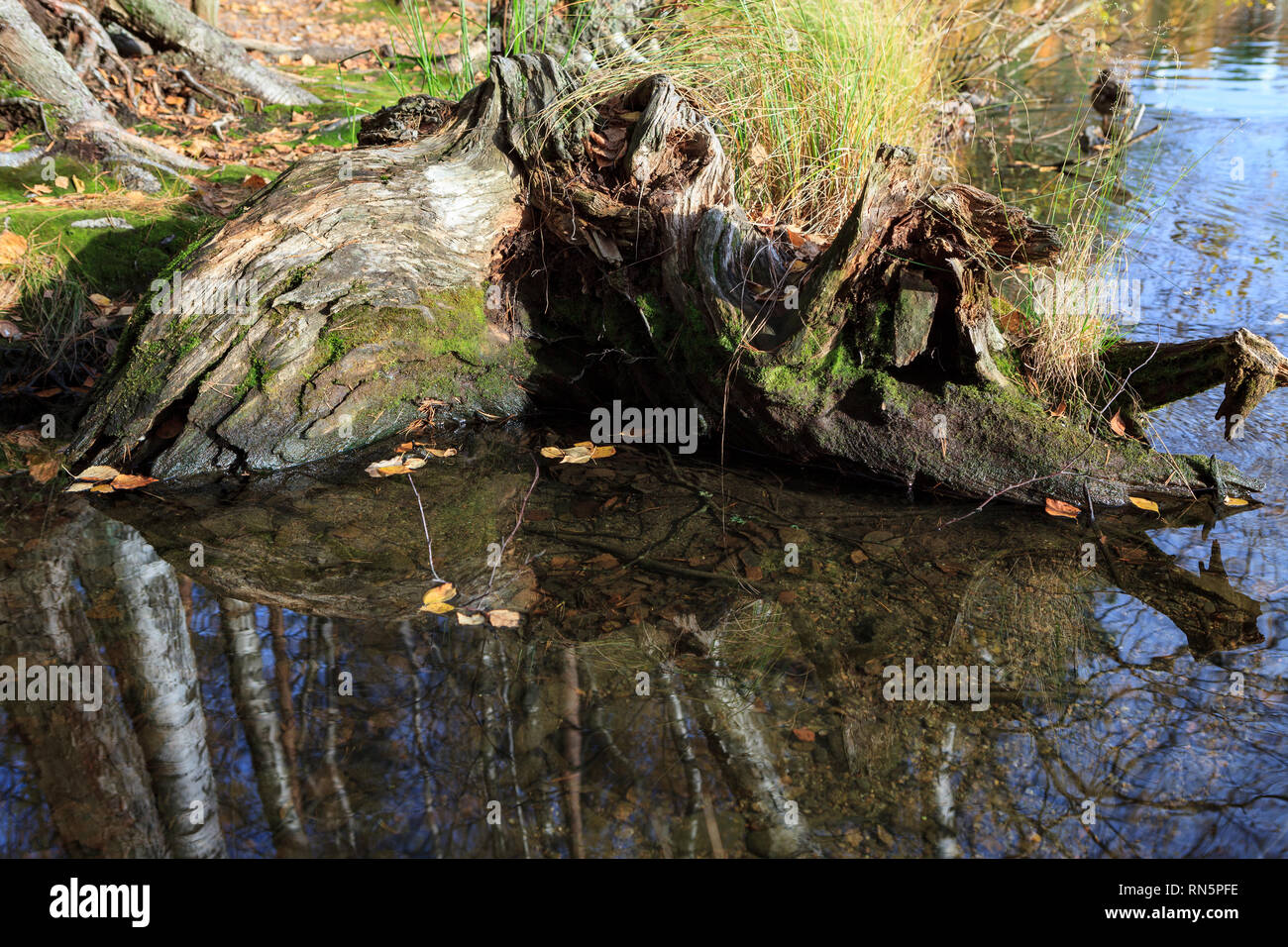 Tree roots decay in water Stock Photo Alamy
