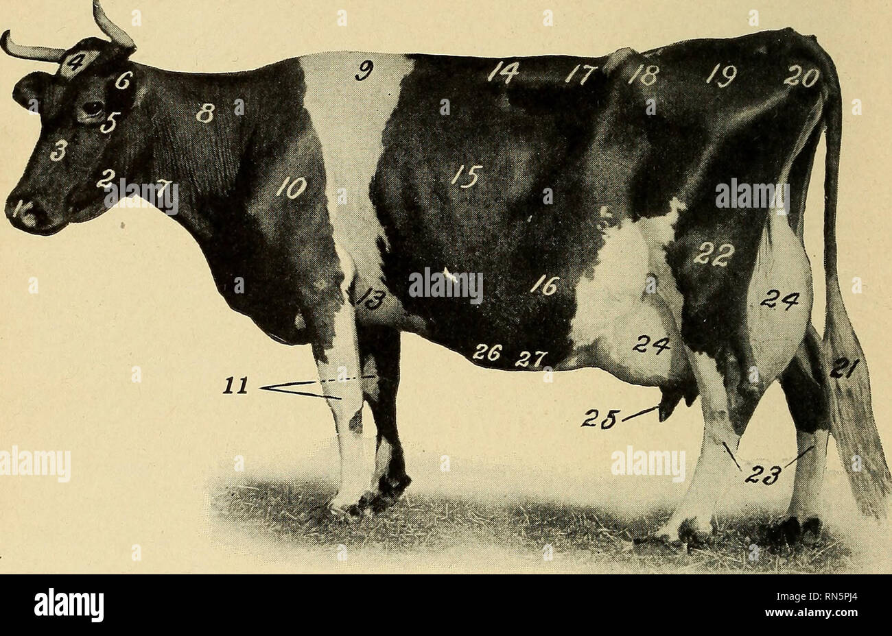 Animal husbandry for schools. Livestock. Fig. 44. — Points of the dairy cow. 1. Muzzle. 10. Shoulder. 20. Pin bones. 2. Jaw. 11. Fore legs. 21. Tail. 3. Face. 13. Chest. Animal husbandry for schools. Livestock. Fig. 44. — Points of the dairy cow. 1. Muzzle. 10. Shoulder. 20. Pin bones. 2. Jaw. 11. Fore legs. 21. Tail. 3. Face. 13. Chest.