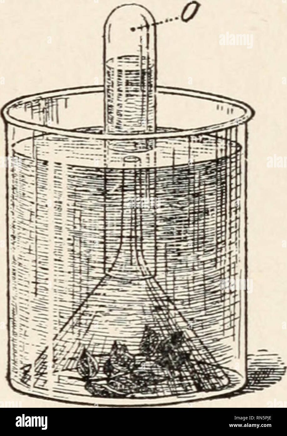 Animal biology; Human biology. Parts II & III of First course in biology. Biology. FIG. 3. — Colorless plants, as MUSH- A GREEN LEAF, even after it is cut, gives ROOMS, Animal biology; Human biology. Parts II & III of First course in biology. Biology. FIG. 3. — Colorless plants, as MUSH- A GREEN LEAF, even after it is cut, gives ROOMS,