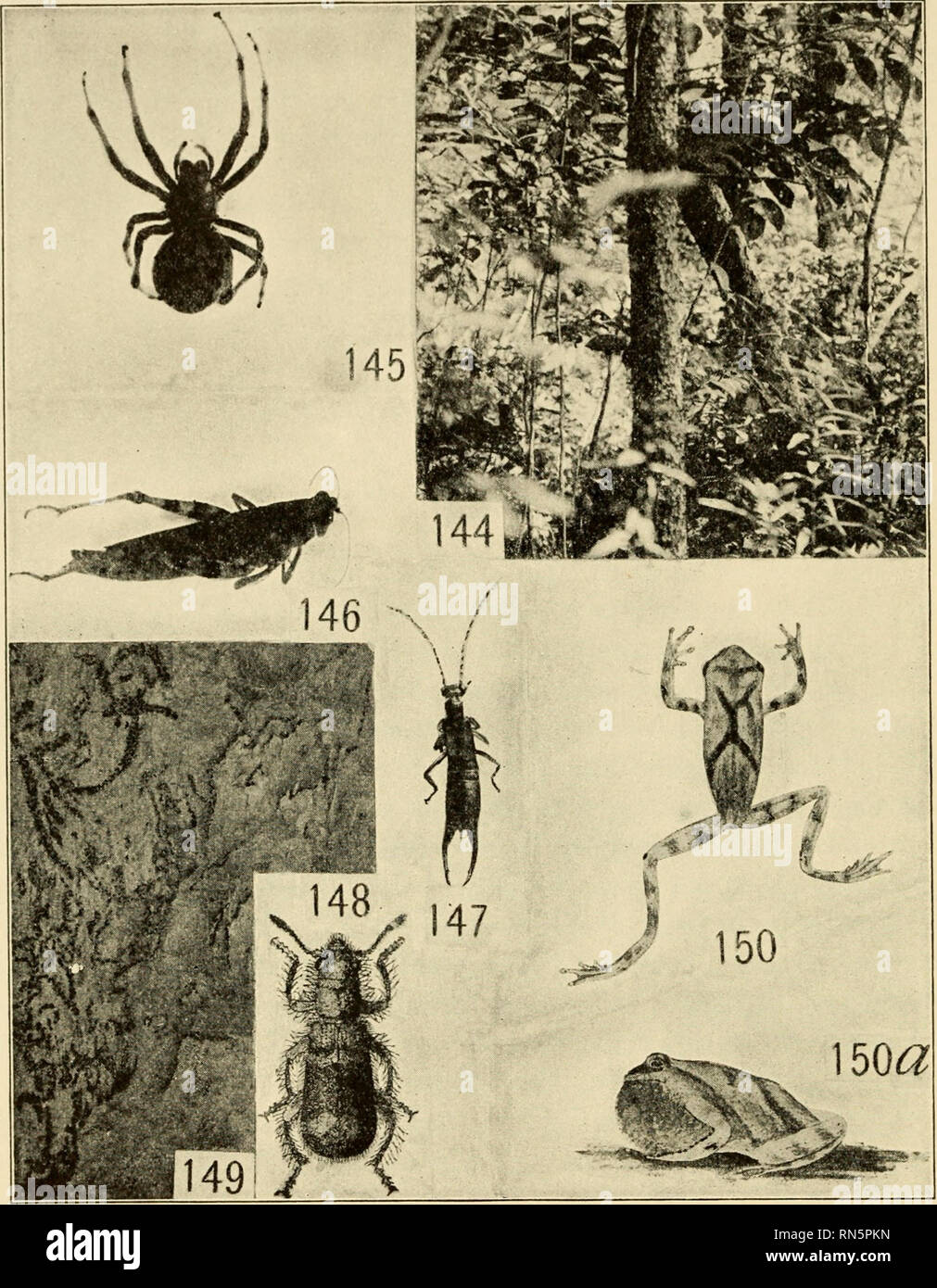 . Animal communities in temperate America : as illustrated in the Chicago region; a study in animal ecology. Animal ecology; Zoology -- Illinois Chicago. 194 WET FOREST COMMUNITIES. Representatives of the Tamarack Swamp Community Fig. 144.—View in the dense vegetation of the tamarack swamp. Fig. 145.—Female orb-weaver (Epeira gigas); about natural size. Fig. 146.—The brindled locust (Melanoplns punctulatiis); natural size. Fig. 147.—An earwig (Apterygida aculeata); natural size. Fig. 148.—An engraver beetle destroyer (Cleridae, Thanasimus dubius); 3 times natural size (from Blatchley after Wol Stock Photo