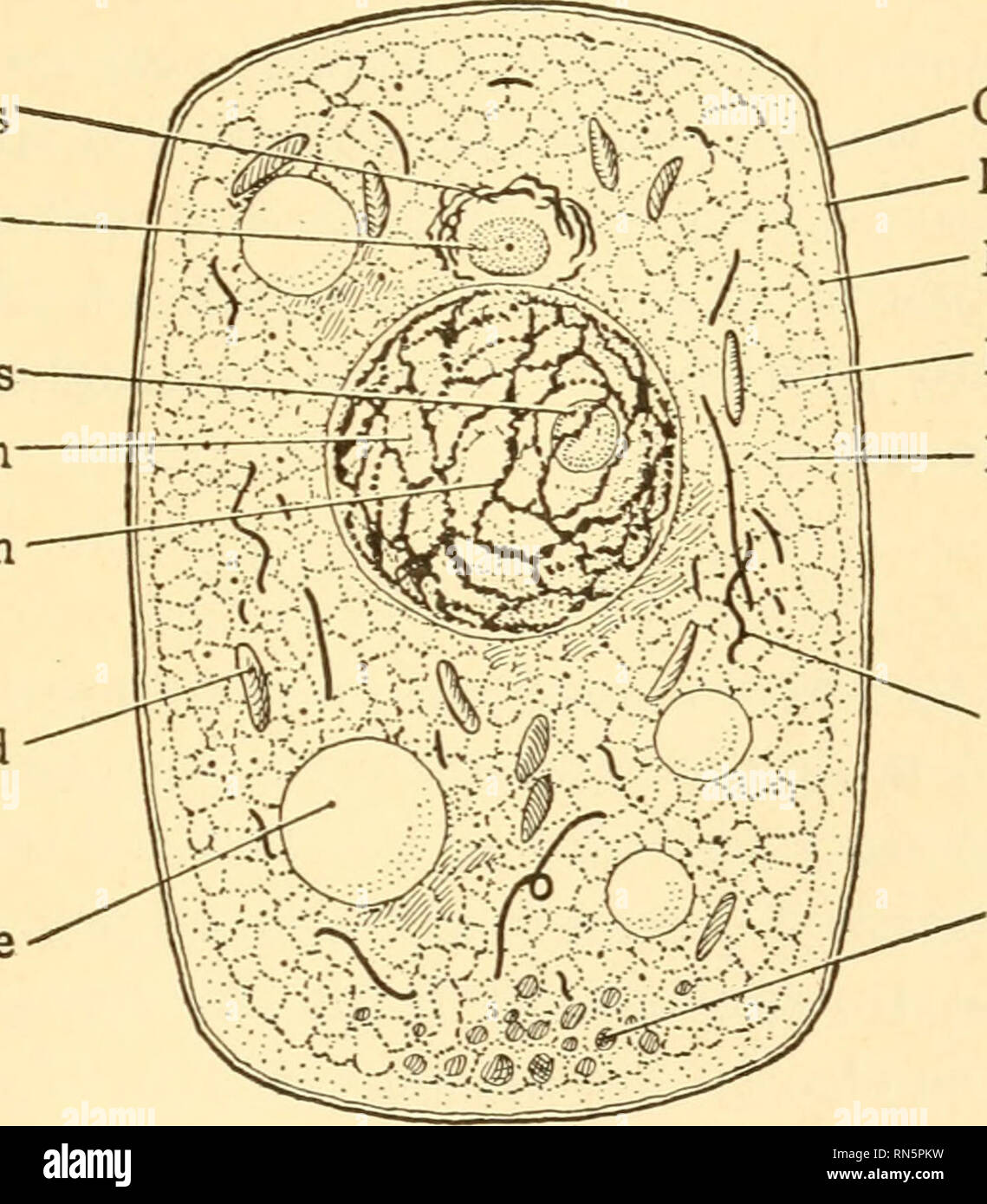 Animal biology. Biology; Zoology; Physiology. THE PHYSICAL BASIS OF LIFE 19  plasm, but it is quite evident that such a term stands for no essen- tial  morphological part of the cell,